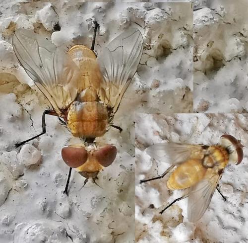 Eliozeta sp.